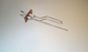 Picture of IGNITOR